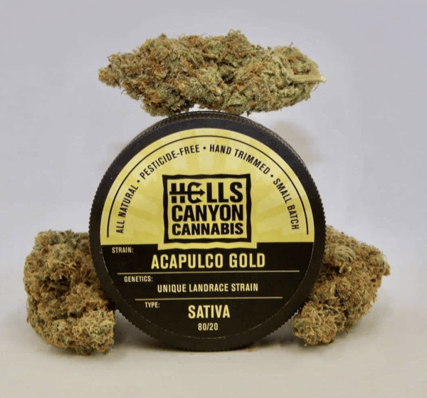 Acapulco gold strain